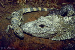 20080318-Chinese alligator adult chinese alligator fund2.gif